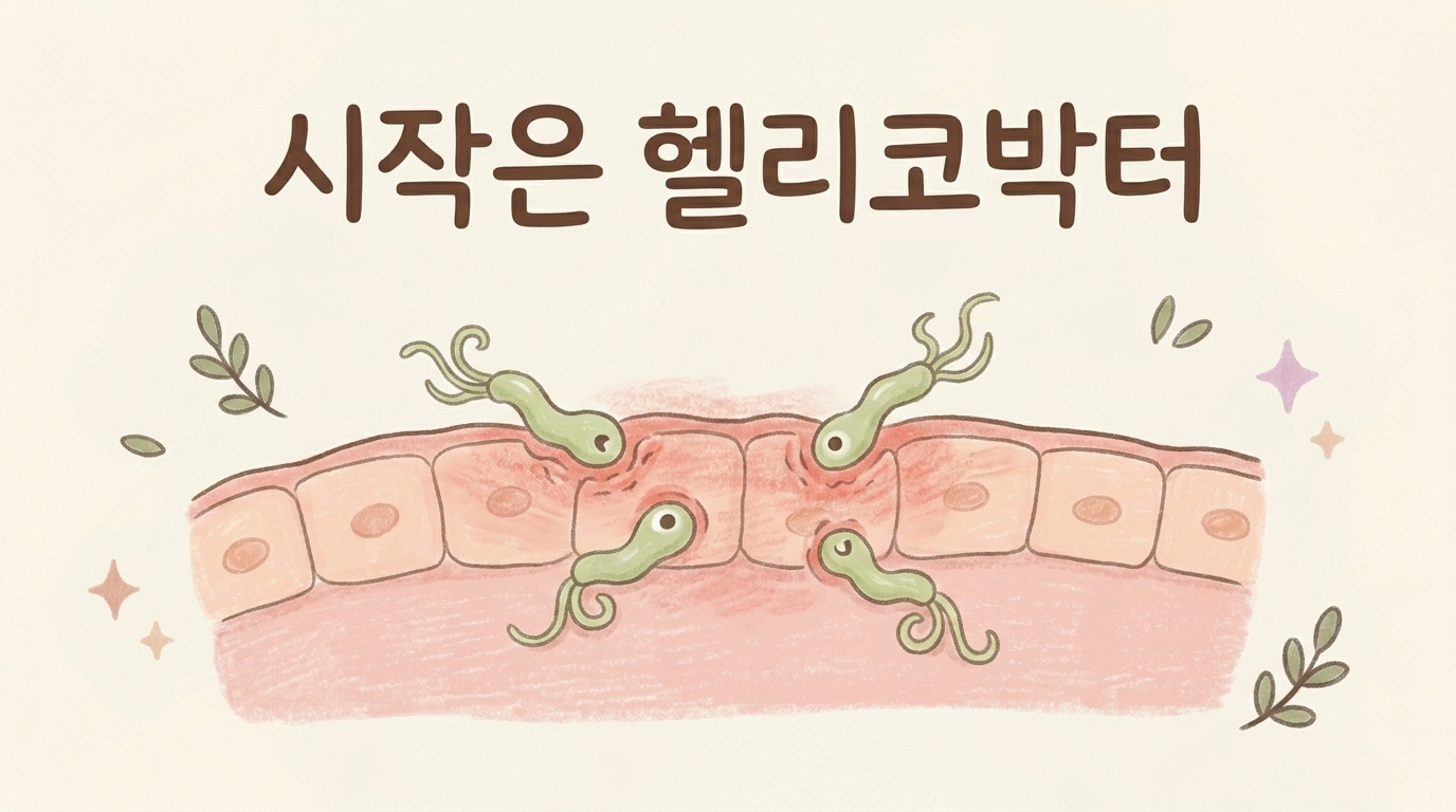 헬리코박터균이 위 점막에 오랜 염증을 만드는 과정을 그린 일러스트